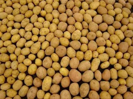 تصویر 3 از خرید و قیمت سیب زمینی کلمبا + فروش عمده